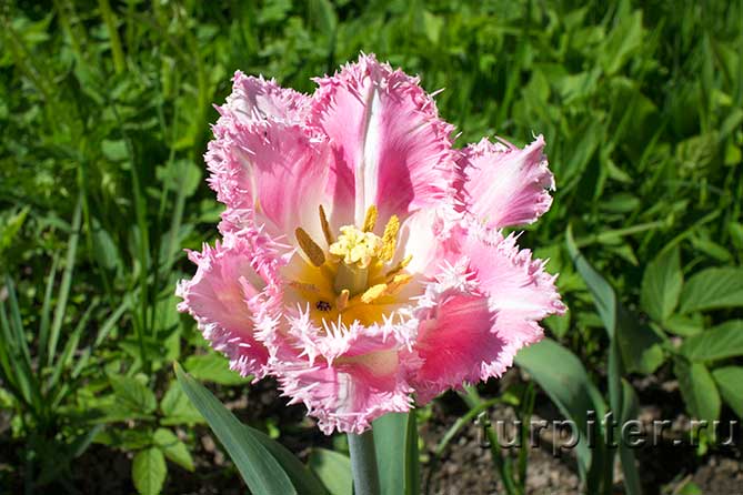 махровый розовый тюльпан