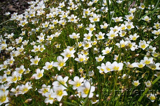 много белых цветов