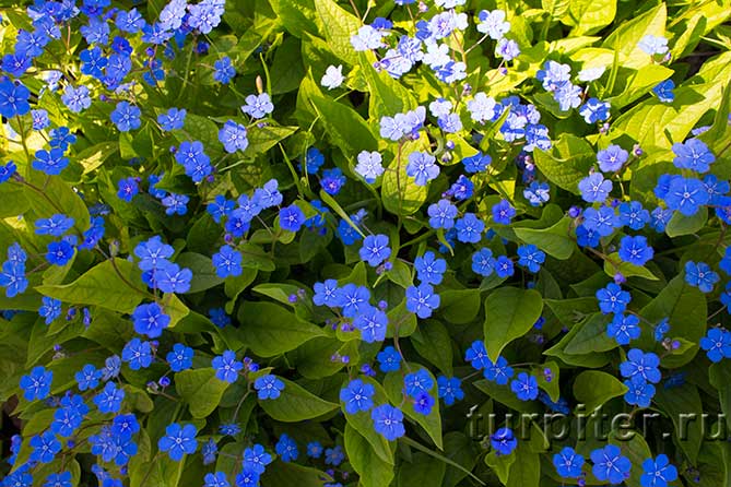 Ботанический Сад синие цветы