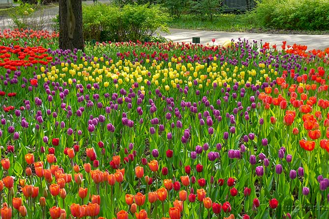 желтые красные сиреневые тюльпаны парк культуры