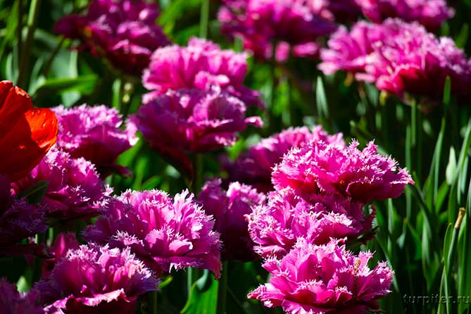 махровые лиловые тюльпаны как пионы