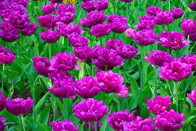 махровые тюльпаны лиловый цвет