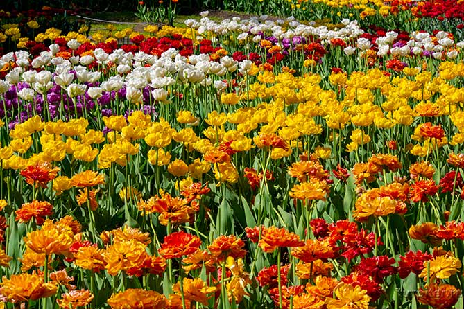 разноцветные тюльпаны не фестивале в питере