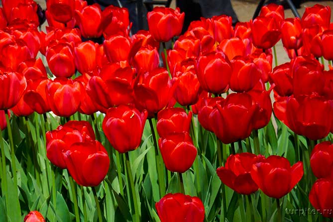 красные бордовые тюльпаны санкт-петербург