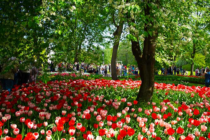 много людей в парке на фестивале тюльпанов
