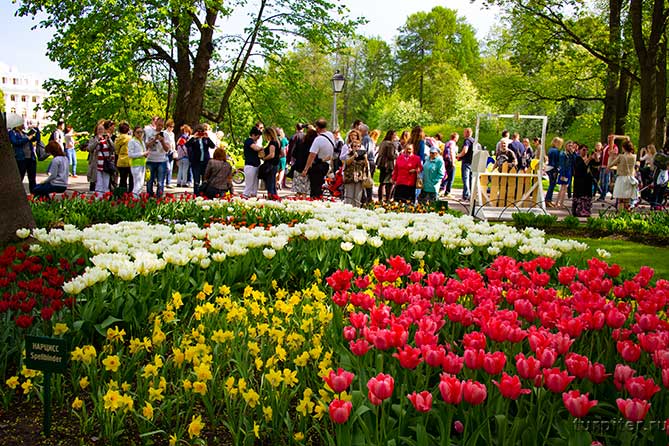 нарциссы и тюльпаны фотографируют в парке