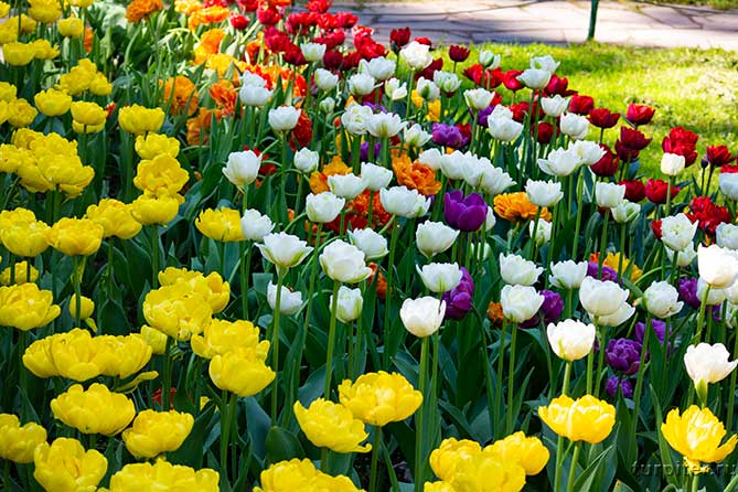 пять разных цветов тюльпанов спб