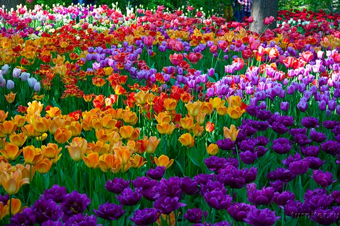много разных цветных тюльпанов