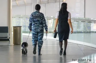 собака ищейка работает в здании аэропорта