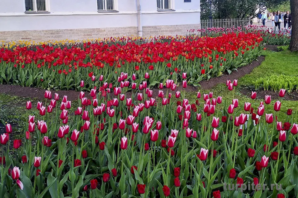 красивые клумбы на Фестивале тюльпанов