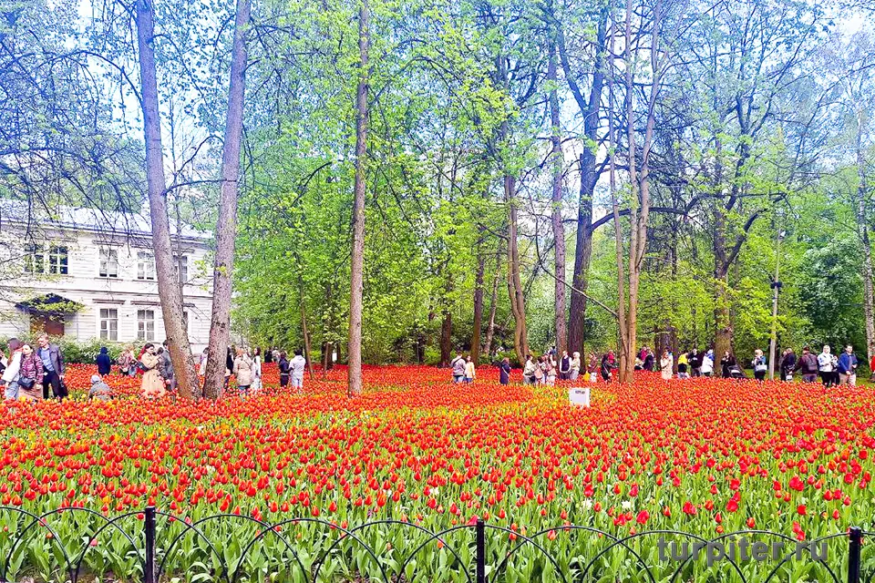 много тюльпанов на Елагином острове в Петербурге