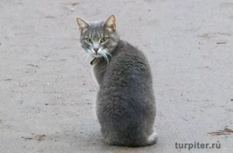 кошка сидит на земле День эрмитажного кота 2025