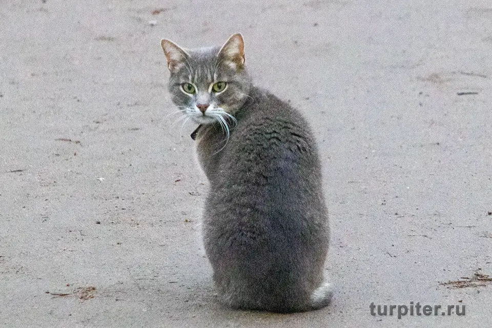 кошка сидит на земле День эрмитажного кота 2025