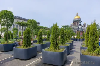 сад трансформер около исаакиевского собора