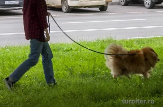 выгул на улице собаки
